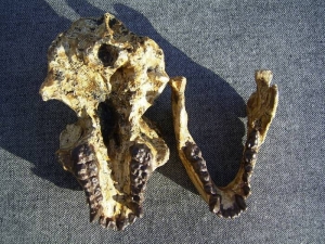 Affen-Schädel Aegyptopithecus zeuxis