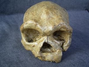 Archaischer Homo sapiens Schädel Dali