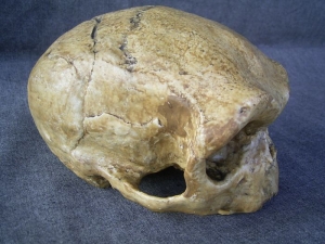 Archaic Homo sapiens skull called Dali