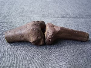 Kniegelenk Australopithecus afarensis