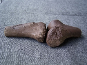 Knee joint of Australopithecus afarensis