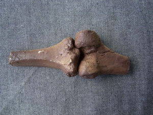 Kniegelenk Australopithecus afarensis