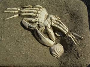 Krabbe aus dem Holozän