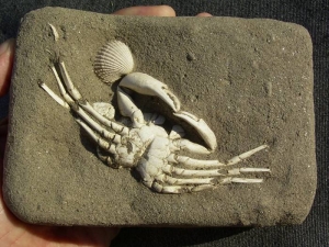 Krabbe aus dem Holozän