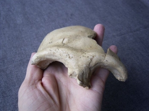Skull cap Homo Neanderthalensis Vestina Pecina Croatia
