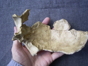 Schädeldach Homo Neanderthalensis Vestina Pecina Kroatien