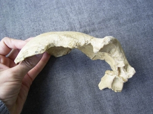 Schädeldach Homo Neanderthalensis Vestina Pecina Kroatien