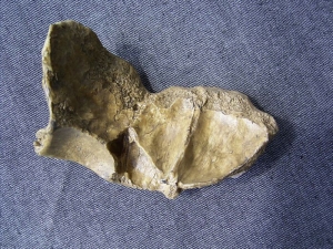 Schädelfragment von Homo Neanderthalensis Vindija aus Kroatien