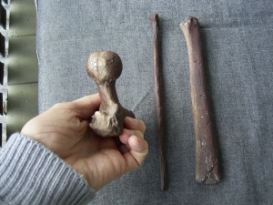 Verschiedene Knochen von Australopithecus africanus
