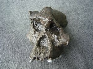 Skull of Australopithecus africanus Ftw 13