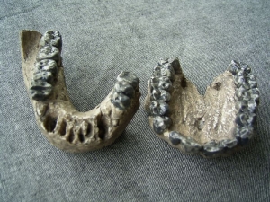 Upper and lower jaw of Australopithecus afarensis A.L.200-1