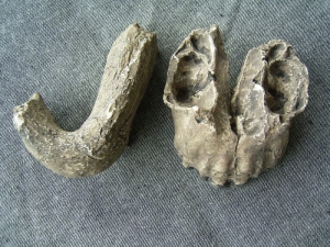 Ober- und Unterkiefer von Australopithecus afarensis A.L.200-1
