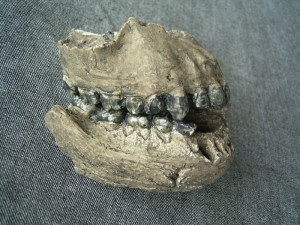 Ober- und Unterkiefer von Australopithecus afarensis A.L.200-1