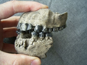 Upper and lower jaw of Australopithecus afarensis A.L.200-1