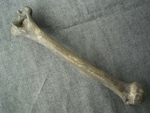 Neanderthal humerus bone