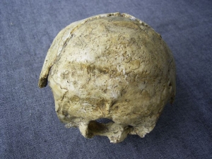 Hinterkopf des Ante-Neanderthalers von Swanscombe, England