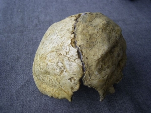 Back of head of the Ante-Neanderthal from Swanscombe, England