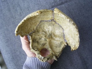 Hinterkopf des Ante-Neanderthalers von Swanscombe, England