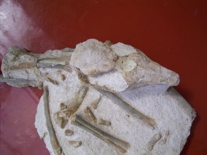 Leptomeryx skull and bones