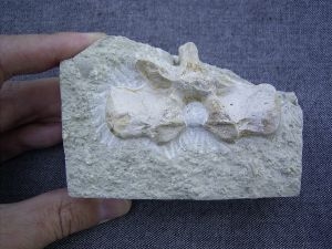 Nothosaurus vertebra