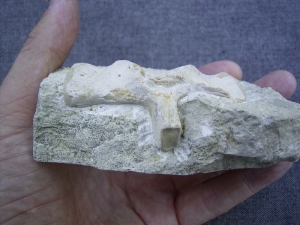 Nothosaurus Wirbel-Dornfortsatz