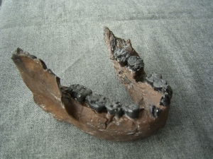 Unterkiefer von Australopithecus boisei KNM-ER 729