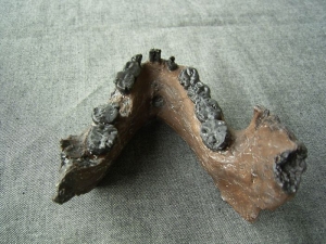 Lower jaw of Australopithecus boisei KNM-ER 729