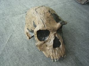 Schädel von Homo habilis KNM-ER 1813