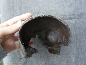 (X) Back of the head from Homo Erectus Reilingensis