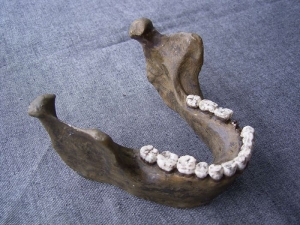 Lower jaw from Mauer Homo Heidelbergensis