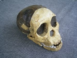 Schädel vom Kind von Taung Australopithecus africanus