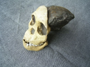Schädel vom Kind von Taung Australopithecus africanus