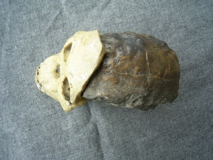 Skull of Taung Child Australopithecus africanus