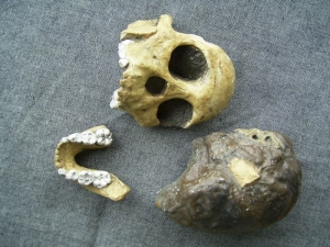 Skull of Taung Child Australopithecus africanus