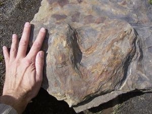 Iguanodon footprint