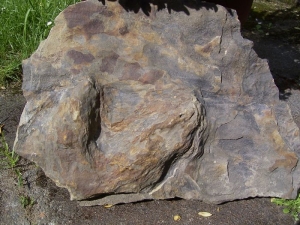 Iguanodon footprint