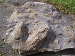 Iguanodon footprint