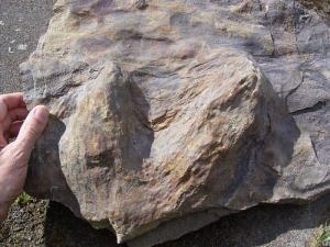 Iguanodon footprint