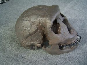 Skull Homo Ergaster, New