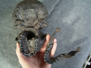 Skull Homo Ergaster, New