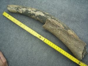 Tusk with jaw of ancient forest elefant