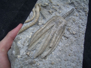 Sea Lily slab middle triassic #2