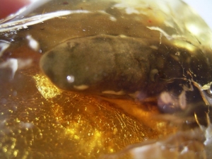 Blind Salamander inside copal