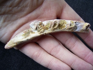 Reptile jaw cretacous age