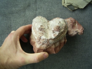 Schädel und Knochen von Trimerorhachis