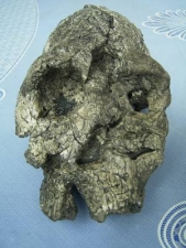 Skull Kenyanthropus platyops