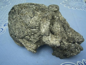 Skull Kenyanthropus platyops