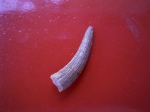 Nothosaur tooth isolated #2