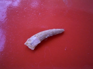 Nothosaur tooth isolated #2
