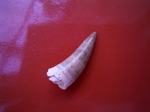 Dyrosaur tooth, Moroc